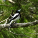 Hooded Butcherbird - Photo (c) Pankaj Nirale, some rights reserved (CC BY-NC), uploaded by Pankaj Nirale