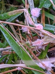 Laetisaria roseipellis