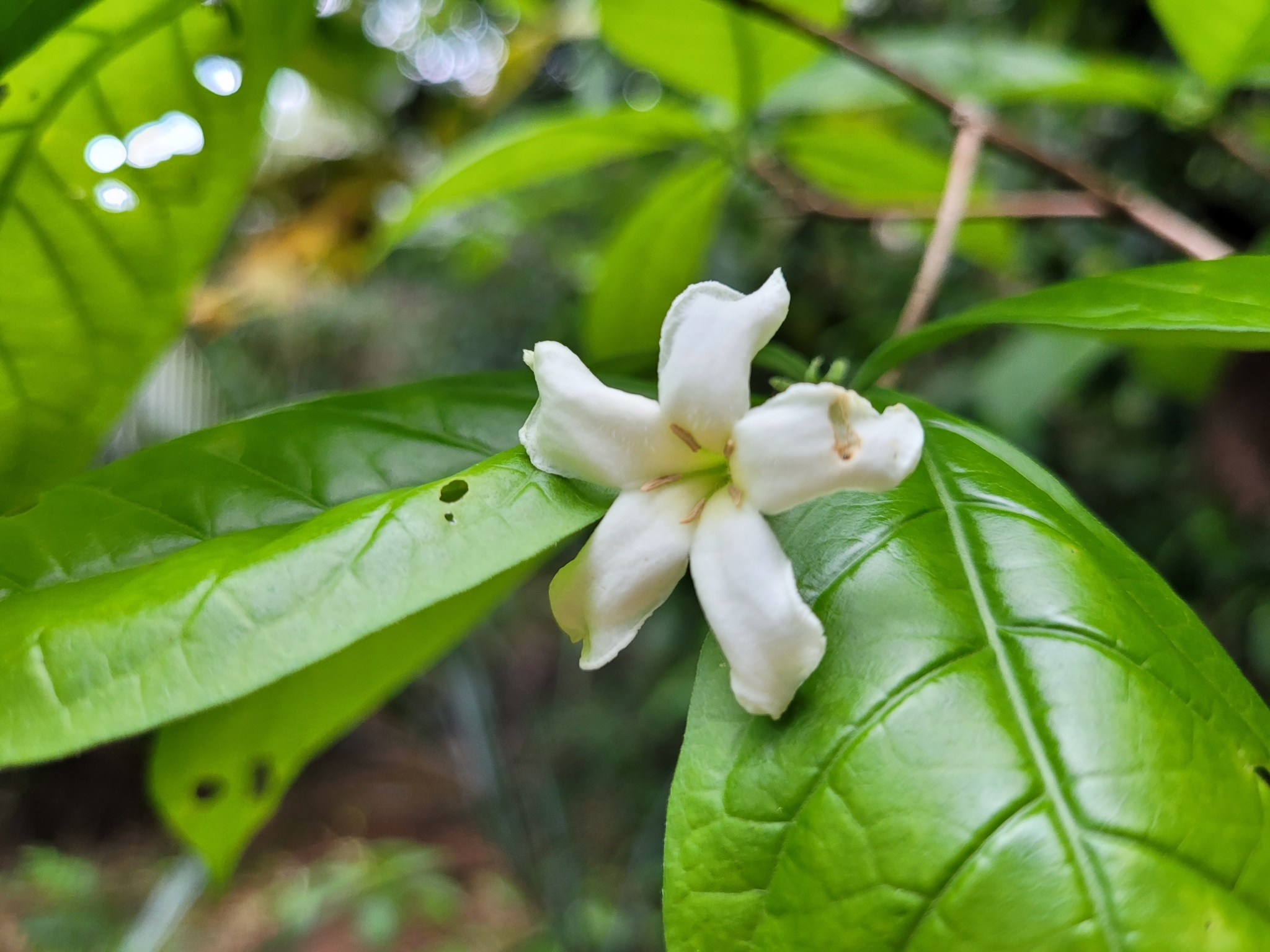 Imagem de Dendê-bravo