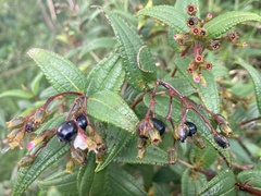Miconia crotonifolia