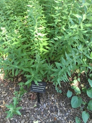 Solidago speciosa rigidiuscula