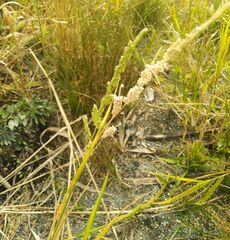 Beckmannia syzigachne