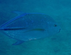 Caranx melampygus