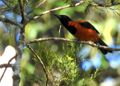 Pitohui dichrous
