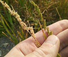 Beckmannia syzigachne