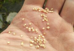 Beckmannia syzigachne