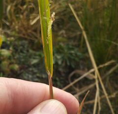 Beckmannia syzigachne