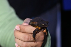 Incilius valliceps
