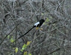 Lanius melanoleucus