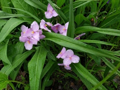 Tradescantia