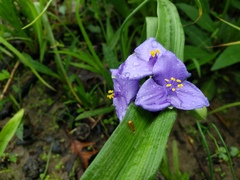 Tradescantia