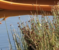 Tachuris rubrigastra