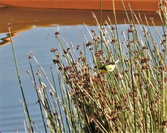 Tachuris rubrigastra