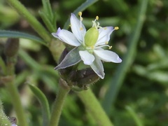 Spergula ramosa