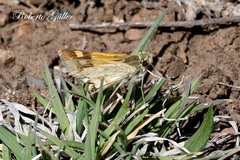 Hylephila ancora