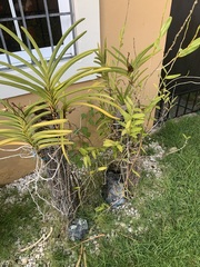 Vanda