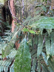 Coprosma autumnalis