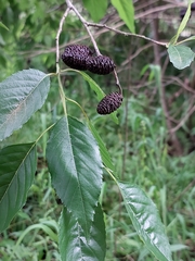 Alnus formosana
