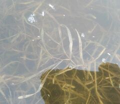 Potamogeton compressus