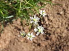Spergula ramosa