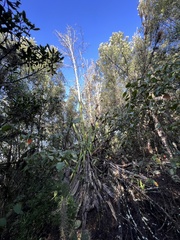 Furcraea