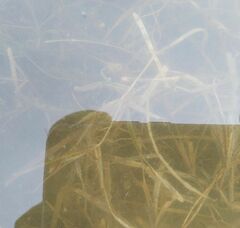 Potamogeton compressus