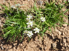 Spergula ramosa