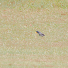 Acridotheres grandis