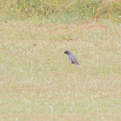 Acridotheres grandis