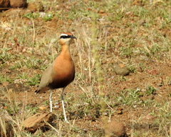 Cursorius coromandelicus