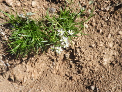 Spergula ramosa