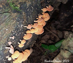 Favolaschia calocera