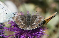 Muschampia floccifera