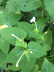 Mirabilis longiflora