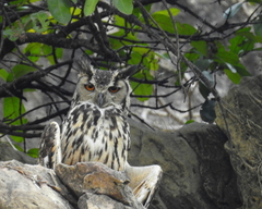 Bubo bengalensis