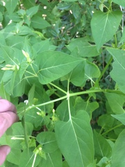 Mirabilis longiflora