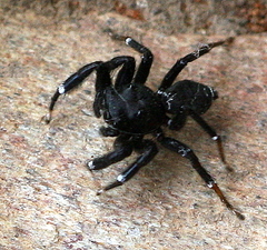 Zenodorus orbiculatus