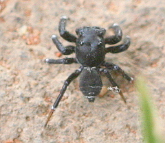 Zenodorus orbiculatus