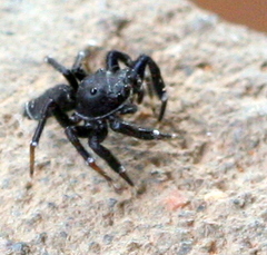 Zenodorus orbiculatus