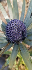 Eryngium proteiflorum