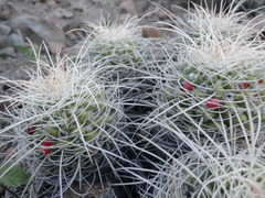 Mammillaria compressa compressa