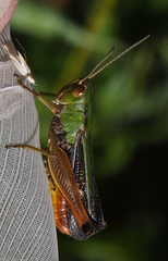 Stenobothrus lineatus