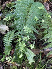 Asplenium bulbiferum