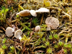 Arrhenia acerosa