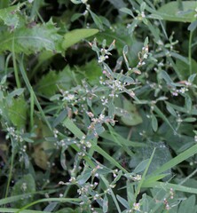 Polygonum aviculare