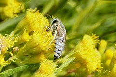 Bembix olivacea