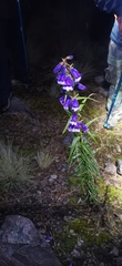 Penstemon gentianoides