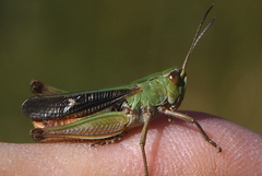 Stenobothrus lineatus
