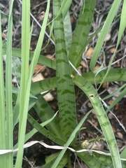 Ledebouria macowanii