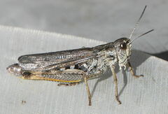 Gomphocerus sibiricus